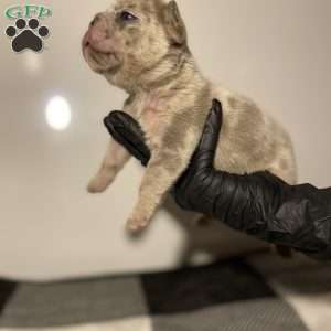 Yoshi, French Bulldog Puppy